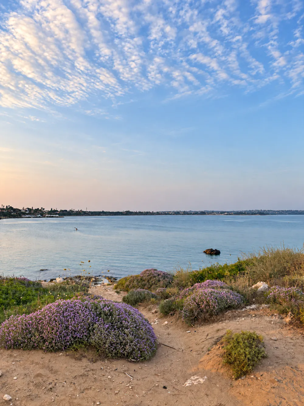 Blühende Macchia auf den Dünen der Bucht von Arenella, Syrakus